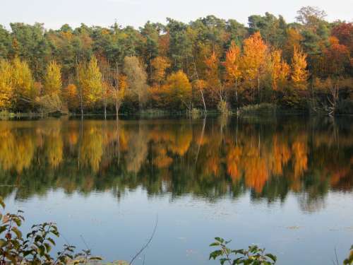 Pond Mirroring Golden October Autumn Sunny Leaves