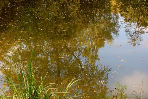 Pond Pools Trueb Mirroring Reed Biotope Rest