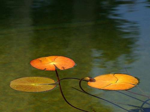 Pond Reflecting Lake Landscapes Nature