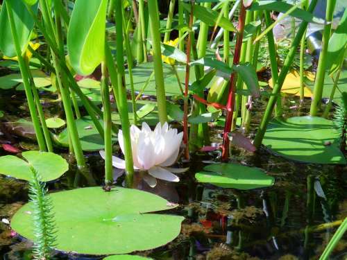 Pond Water Lily Lake Aquatic Plants White Blossom