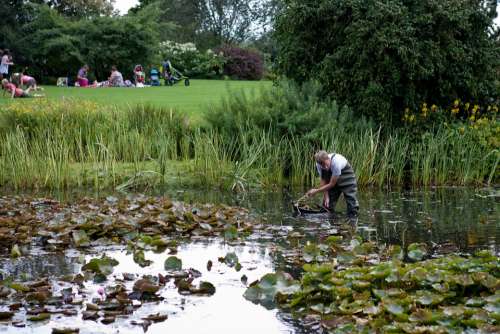 Pond Clearing Man Waders Lawn Hyde Hall Essex Uk