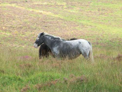 Ponies Patched Dartmoor National Park England