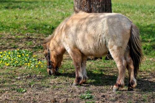 Pony Horse Meadow Animals Graze Nature Animal