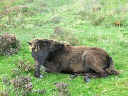 Pony Dartmoorpony Foal Dartmoor National Park