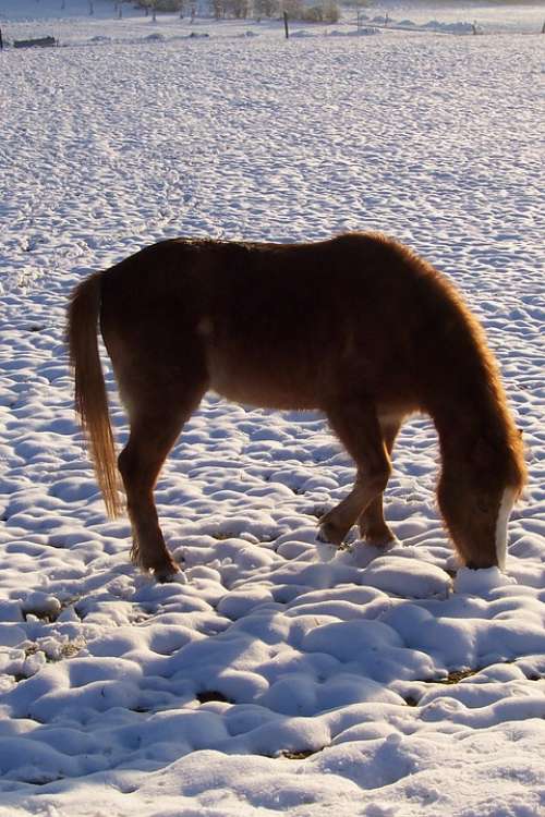 Pony Horse Winter Snow