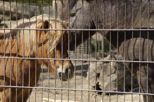 Pony Ponies Fenced Fence Animals Enclosure Cage