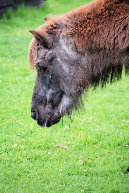 Pony Horse Grazing Equine Grass Shaggy