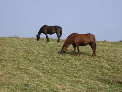 Pony Meadow Jeju Island