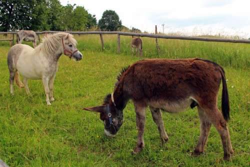 Pony Horse Donkey Livestock Beast Of Burden Mammal
