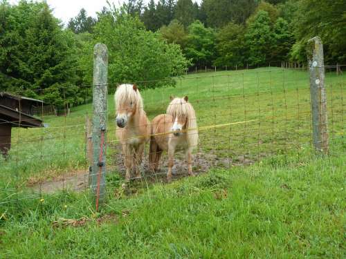 Pony Shettie Minishettie Horse Animals