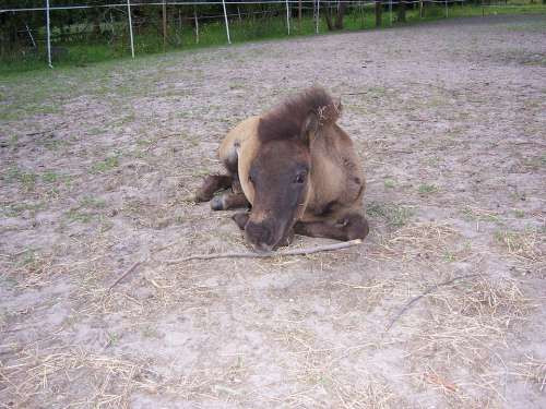 Pony Foal Mammal Nature Horse Field