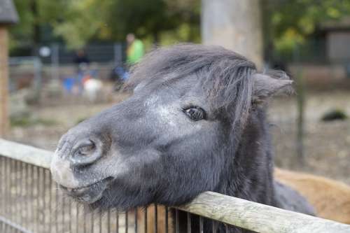 Pony Horse Head Horse Head Mane Animal Wuschelig