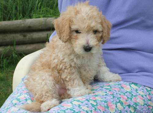Poodle Puppy Cute Young Dog Pedigree Adorable