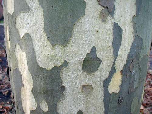 Poplar Bark Log Tribe Tree Nature