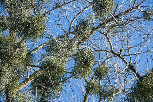 Poplar Tree Mistletoe Nature Conservation Nature