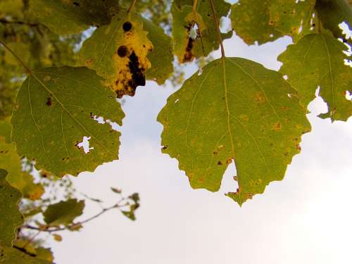 Poplar Foliage Autumn Leaves Colors Tree Leaf