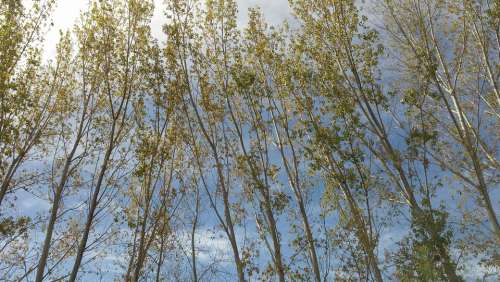 Poplar Green Sky Postcard Nature Spring