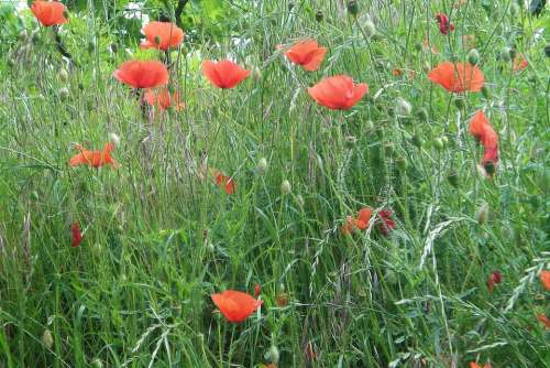 Poppies Nature Meadow Summer Meadow