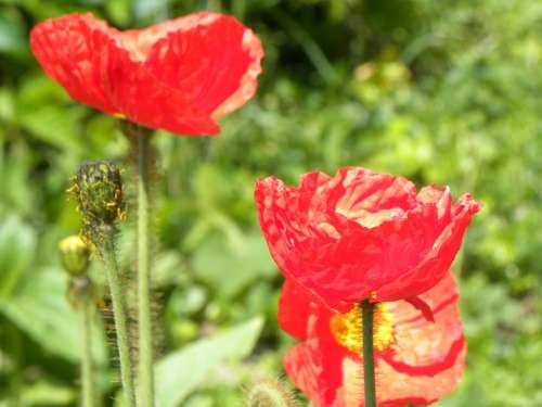 Poppies Field Summer