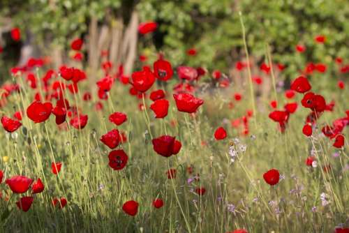 Poppies Flowers Red Poppy Poppies Field Field