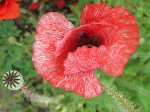 Poppies Shirley Poppy Flower Papaver Rhoeas