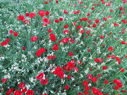 Poppies Flowers Red White Green Nature Field