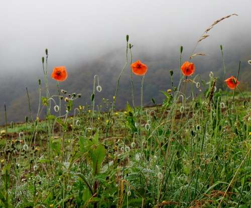 Poppies Accelerating Fog Flowers Red Flowers Nature