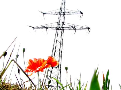 Poppy Blossom Bloom Strommast Nature