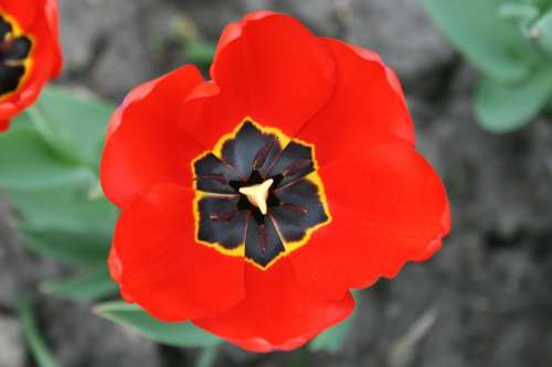 Poppy Flower Blooming Red War Symbolic Post-War