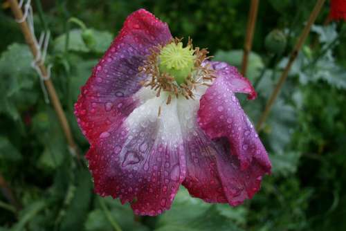 Poppy Flower Raindrops Rain Dying Weather Beaten