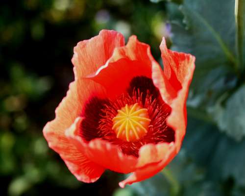 Poppy Flower Open Red Delicate Sunlight Spring