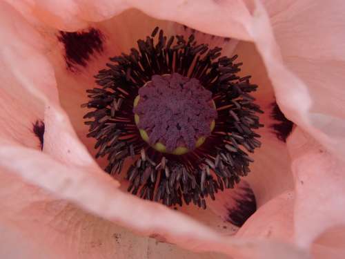 Poppy Blossom Bloom Pink