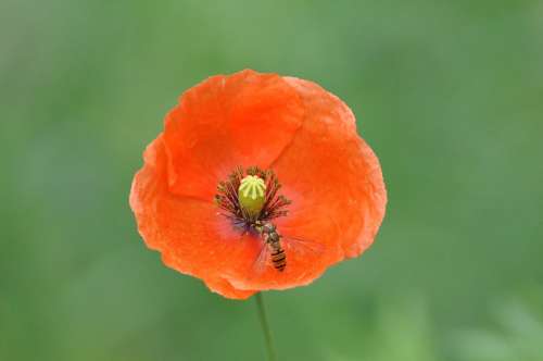 Poppy Flower Plant