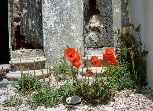 Poppy Flower Red Klatschmohn