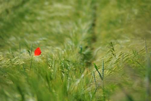 Poppy Klatschmohhn Lonely Alone Cornfield Nature