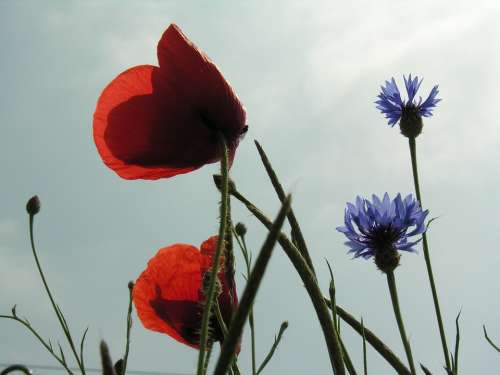 Poppy Cornflower Field Spring Blossom Bloom Bloom