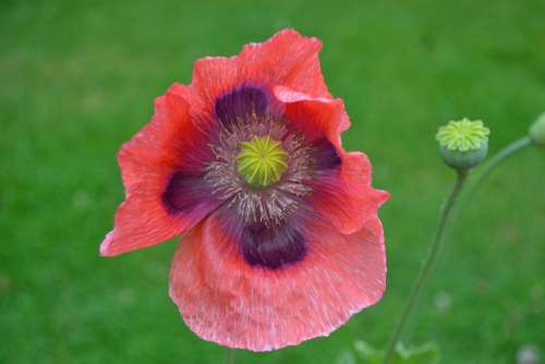 Poppy Wild Red Purple Large Head Close-Up Nature