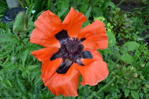 Poppy Red Black Oriental Flower Close-Up Papaver