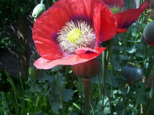 Poppy Red Flower Close-Up Garden Petals