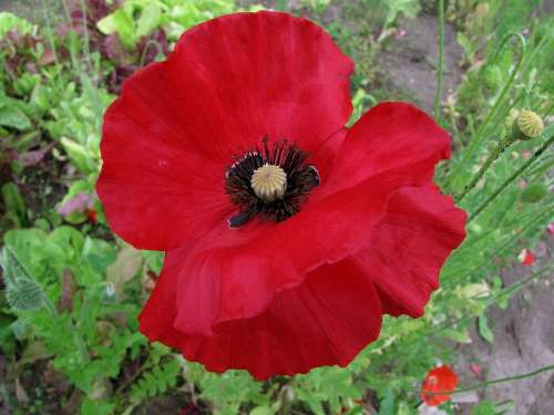 Poppy Red Flower