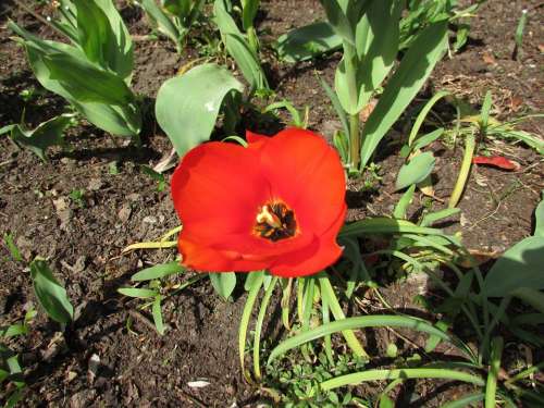 Poppy Red Flower Bloom Blossom Petal Remembrance