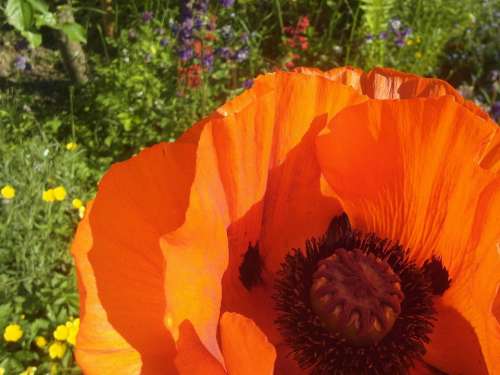 Poppy Orange Garden