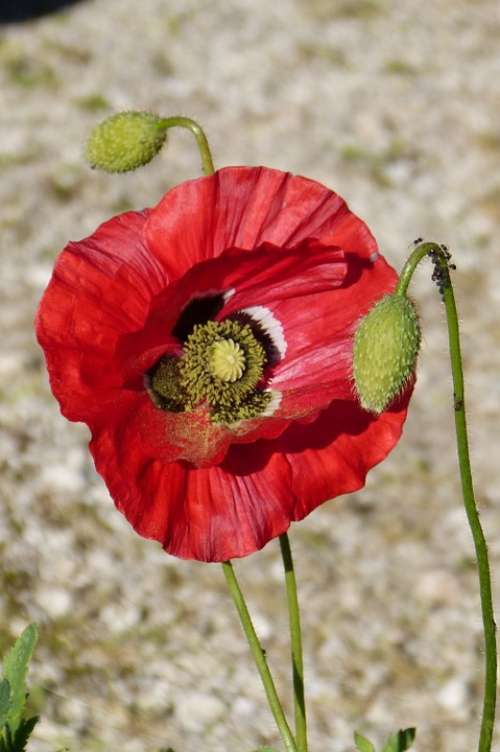 Poppy Flower Bud Plant Close Up Flower Bright Red