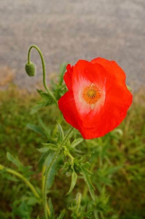 Poppy Blossom Bloom Colorful Blossoms How Painted