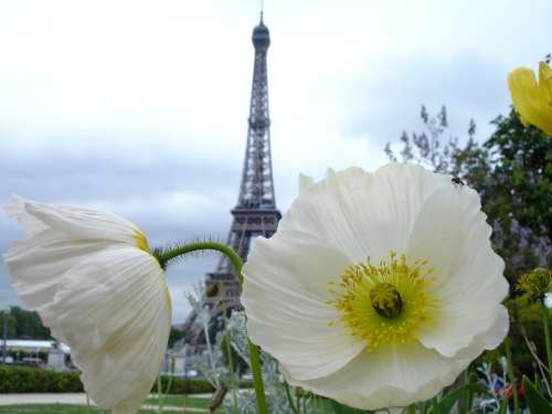 Poppy Paris White Eiffel Tower Flower Tower