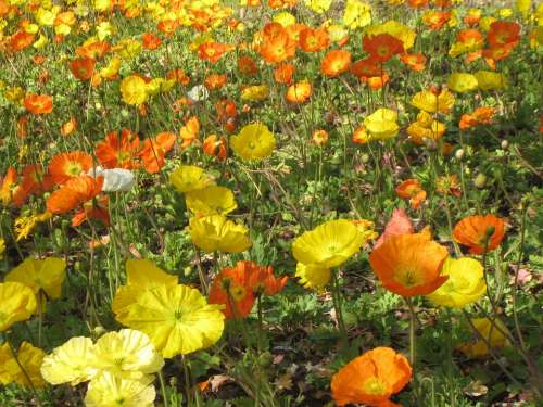 Poppy Flower Meadow Blütenmeer