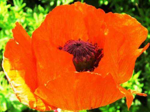 Poppy Red Field Summer Meadow Nature Blossom