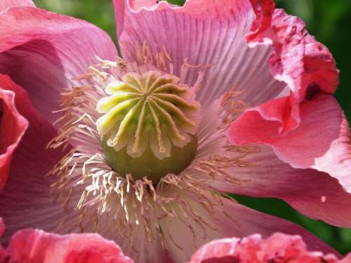 Poppy Mohngewaechs Pink Blossom Bloom Stamens