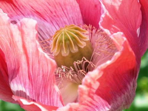 Poppy Pink Close Up Flower Mohngewaechs Boll
