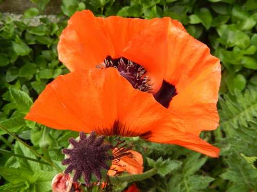 Poppy Flowers Country